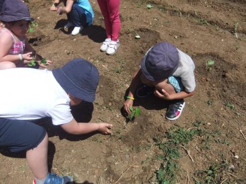 Plantação de pepinos pelos alunos do pré-escolar